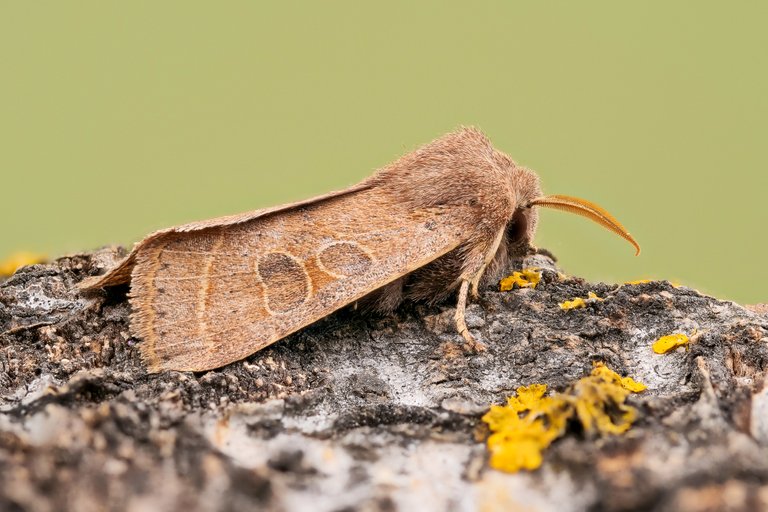 RundflügelKätzcheneule Orthosia cerasi_P14869485420200315.jpg