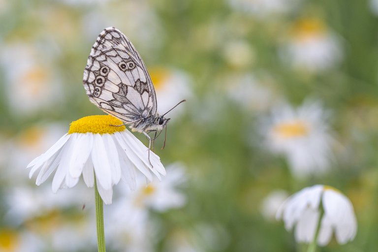 Schachbrettfalter Melanargia galathea_P1864265.jpg