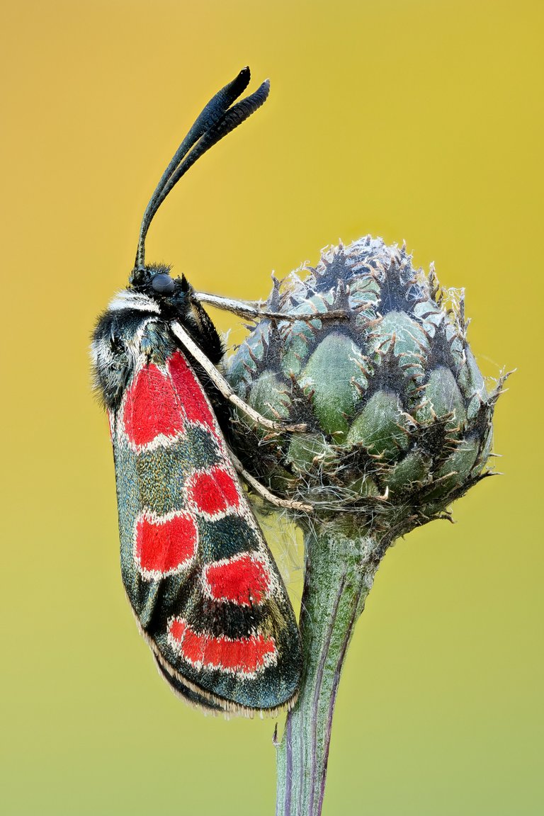 EsparsettenWidderchen Zygaena carniolica_P18881436820200622.jpg