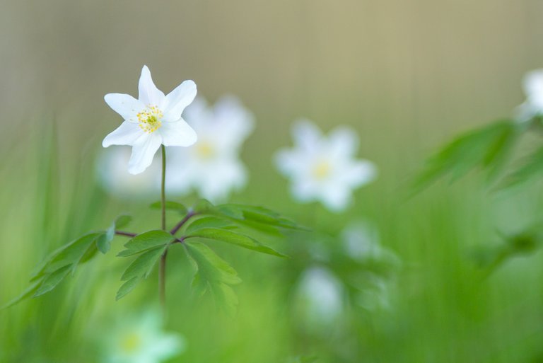 Buschwindröschen Anemone nemorosa_1696BF.jpg