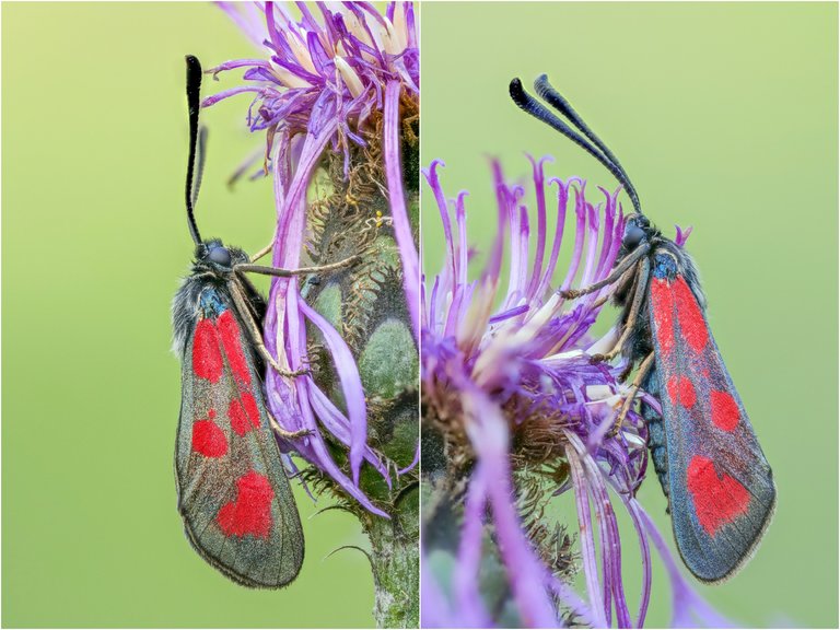 BeilfleckWidderchen Zygaena loti.jpg