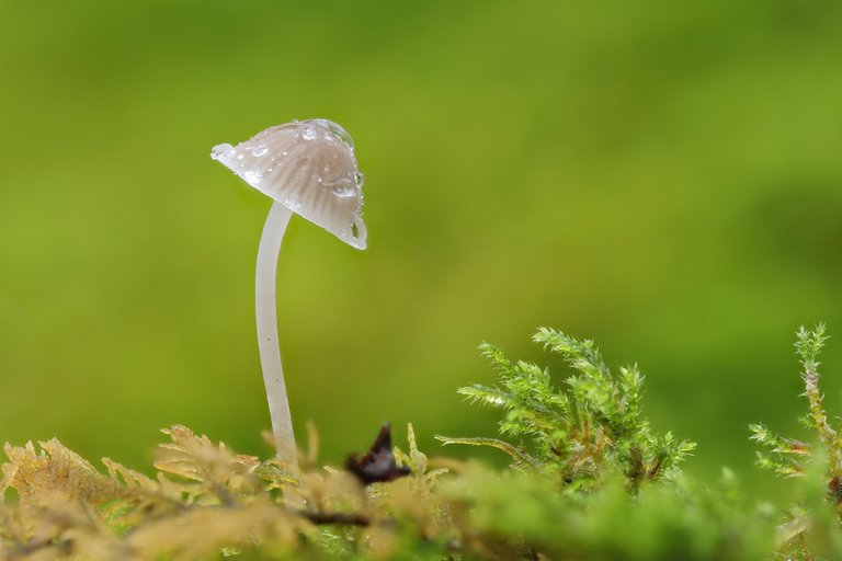 Zarter Helmling_Mycena adscendens_P21136894420201214.jpg