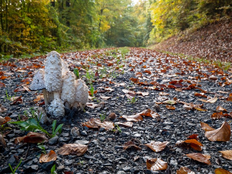 SchopfTintling Coprinus comatus_P2066425.jpg