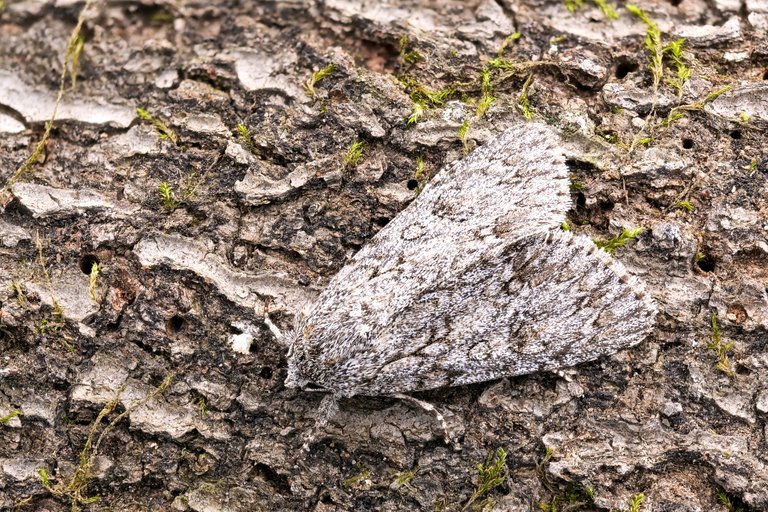 GroßkopfRindeneule Acronicta megacephala_P19365473420200713.jpg