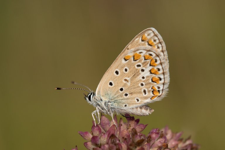 HauhechelBläuling Polyommatus icarus_P2028268.jpg