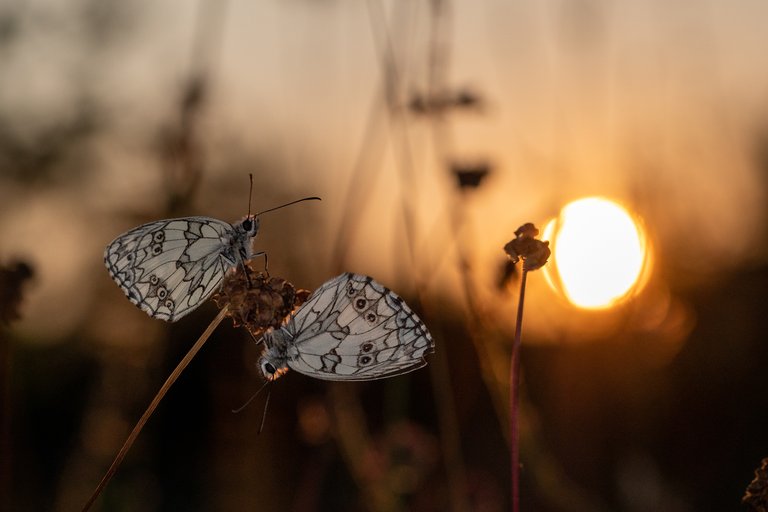 Schachbrettfalter Melanargia galathea_P1898343.jpg