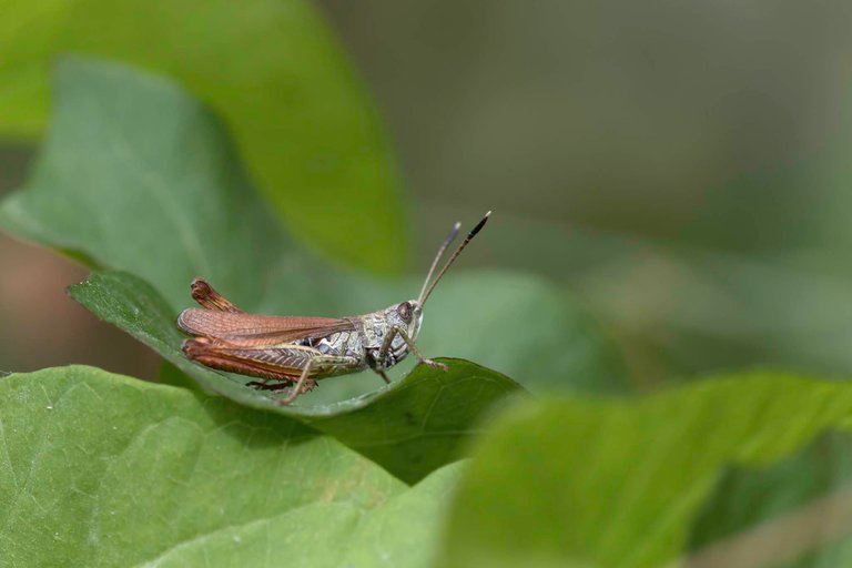 Insekten, Rote Keulenschrecke Gomphocerippus rufus, See Rauenberg_CI4A2496BF.jpg