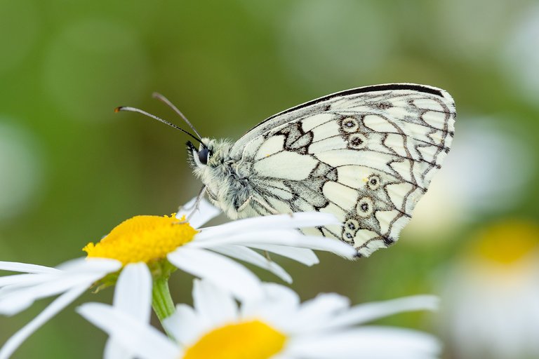 Schachbrettfalter Melanargia galathea_P1853475P1853475.jpg