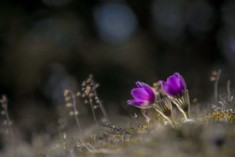 Gewöhnliche Kuhschelle Pulsatilla vulgaris_CI4A2015320200318.jpg