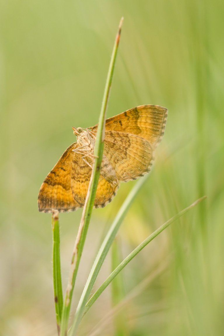 Ockergelbe Blattspanner Camptogramma bilineata_P1813912.jpg