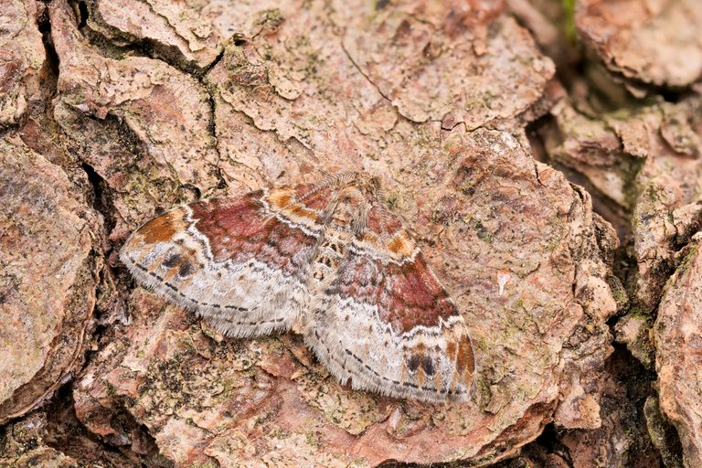 Heller RostfarbenBlattspanner Xanthorhoe spadicearia, Kreuzwertheim, Lichtfang, Nachtfalter, Spanner Geometridae_P19486333620200720.jpg