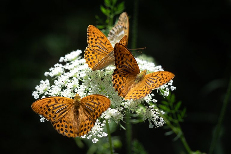 Kaisermantel Argynnis paphia_P1913228.jpg