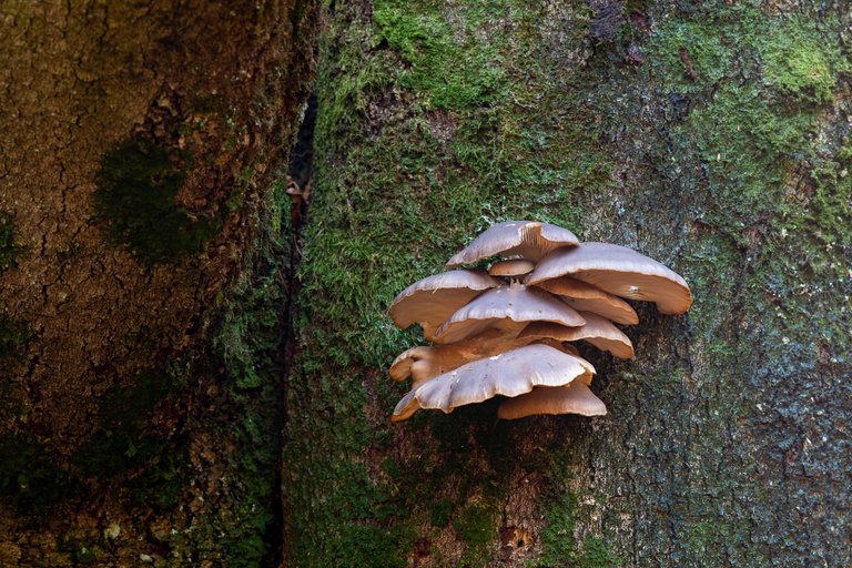 AusternSeitling_Pleurotus ostreatus_CI4A3040.jpg