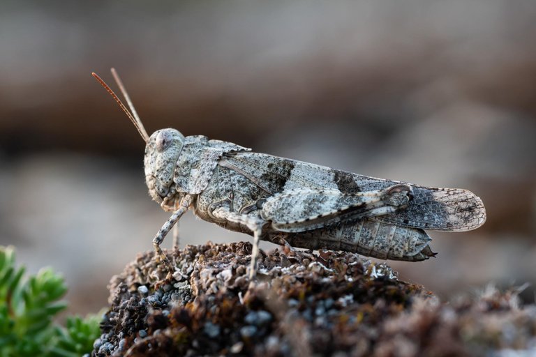 Blauflügelige Ödlandschrecke Oedipoda caerulescens_P1126392.jpg