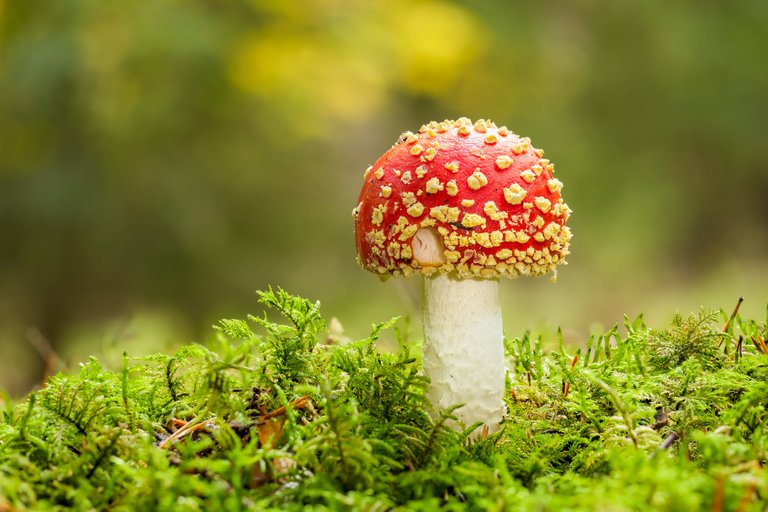 Fliegenpilz Amanita muscaria_P20775021220201025.jpg