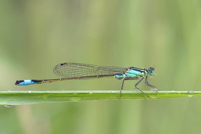 Große Pechlibelle Ischnura elegans_IMG_6816BF.jpg