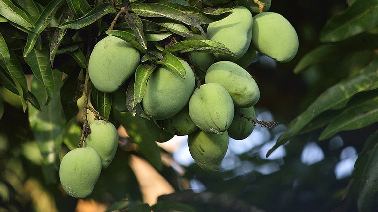 mangoes-6994290_960_720.jpg