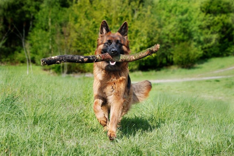 schafer-dog-4231383_1280.jpg