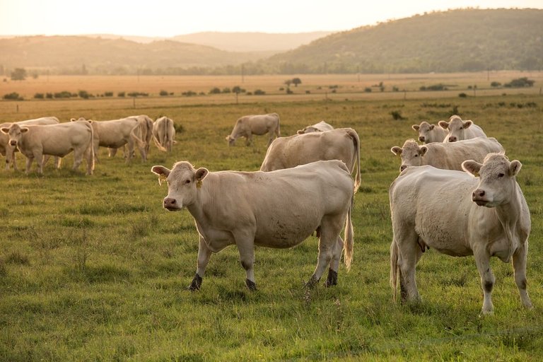 beef-3541869_1280.jpg