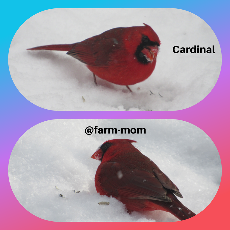 25 cardinals.png