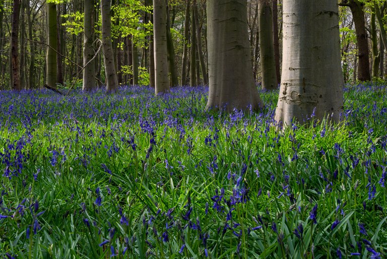 Bluebell-1-rfs.jpg