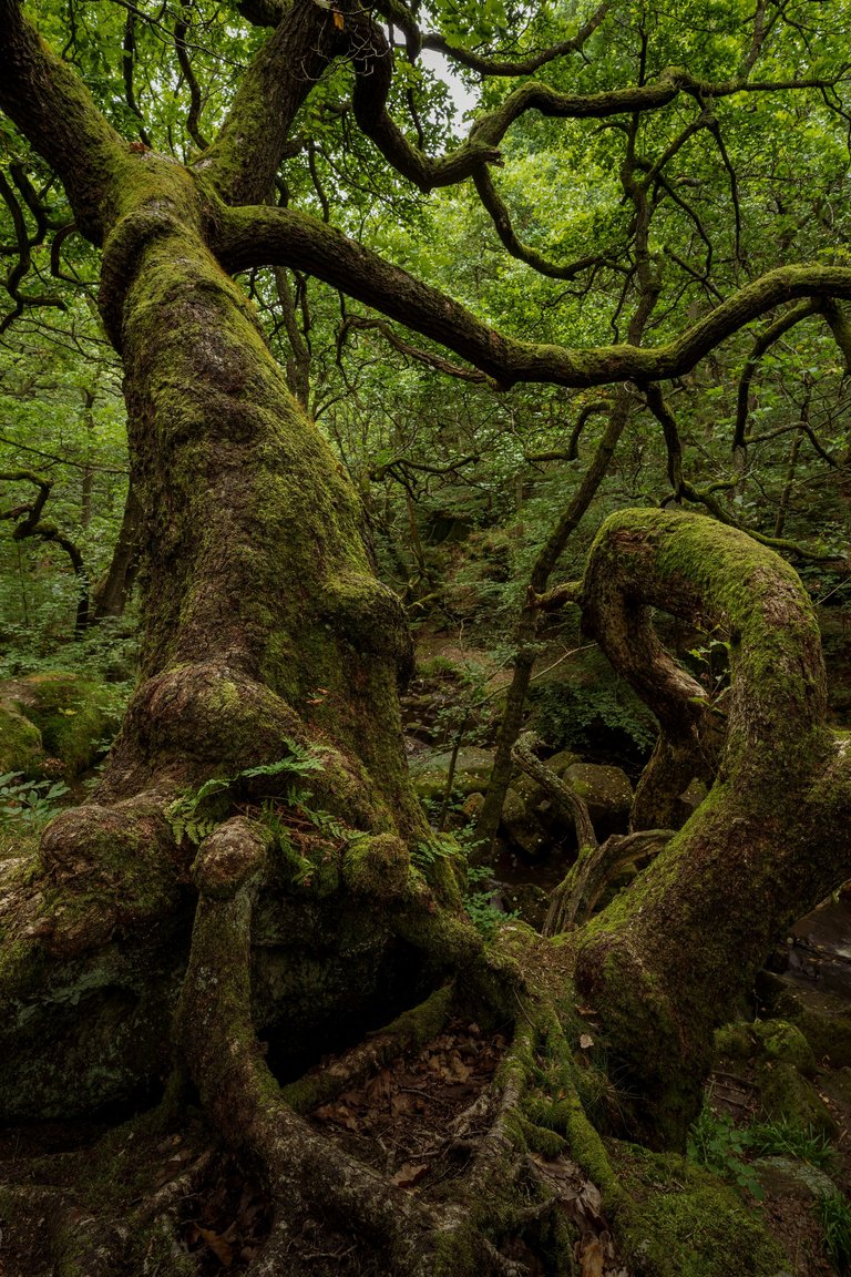 Padley-Secille-Oak2.jpg