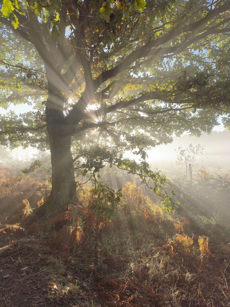 Sherwood-rays.jpg