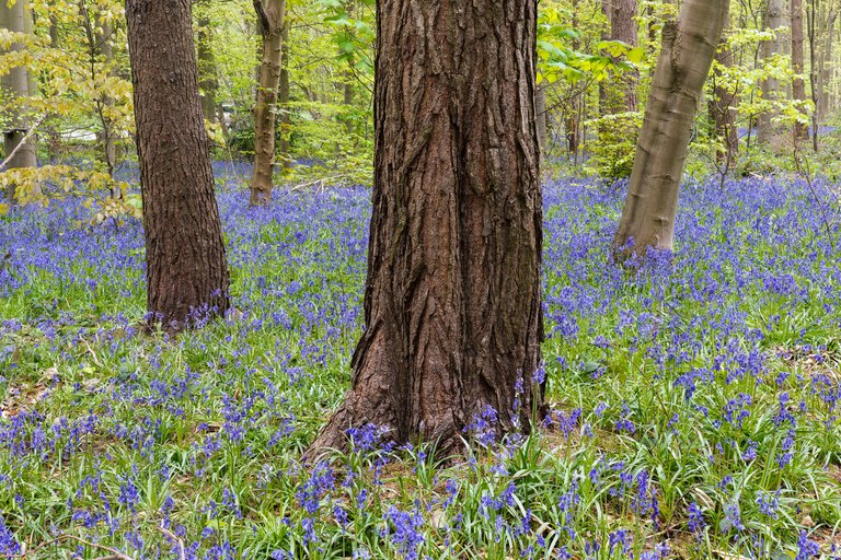 Clumber-bluebell-landscape1-rfs.jpg