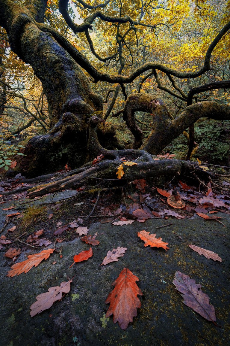 Padley-Autumn-1.jpg