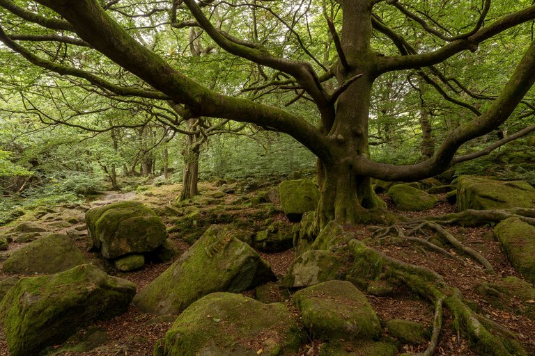 Padley-Secille-Oak3_IG.jpg