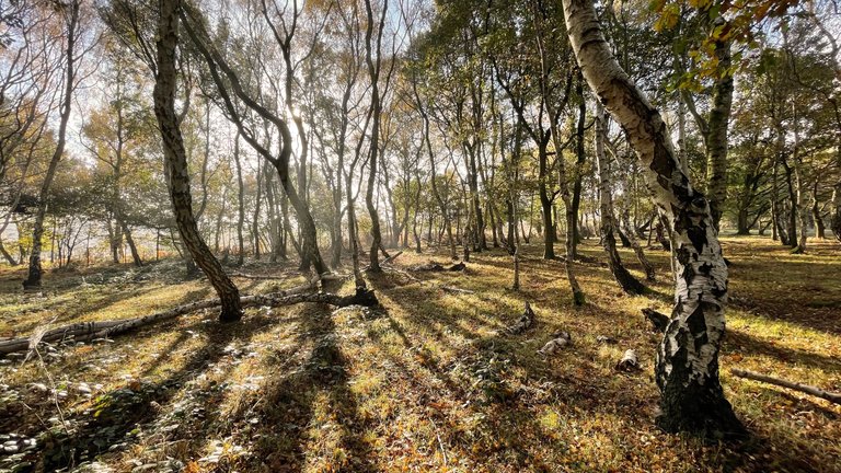 Budby-Forest-pano2.jpg