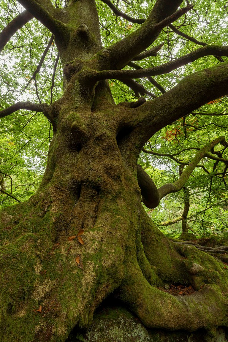 Padley-Secille-Oak5_IG.jpg