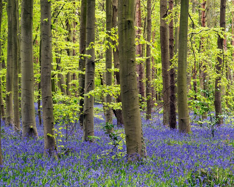 Clumber-bluebell-landscape2.jpg