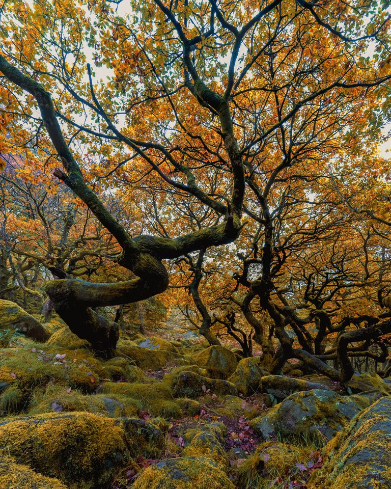 Padley-Autumn-2-rfs.jpg