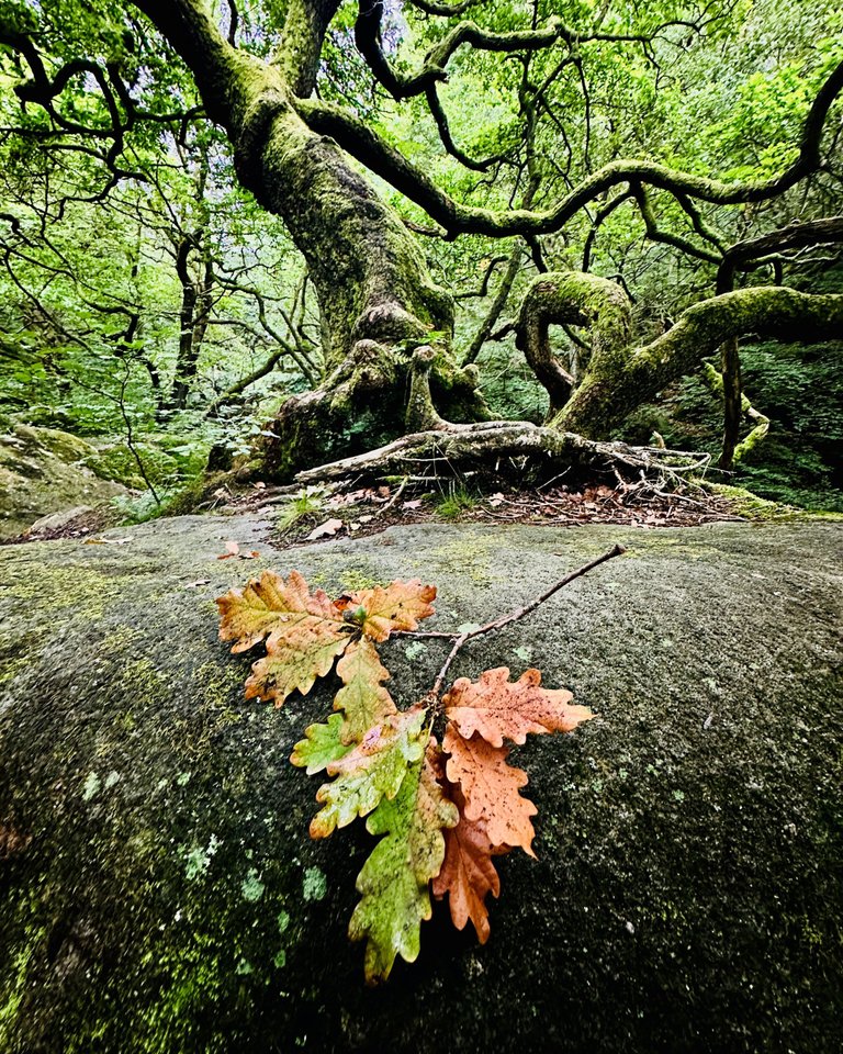 Padley-Leaf.jpg