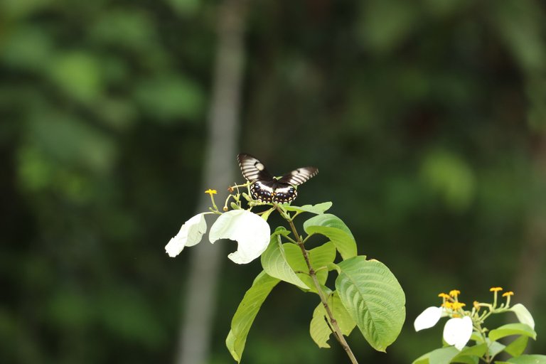 Papilio gambrisius betina IMG_3939.JPG