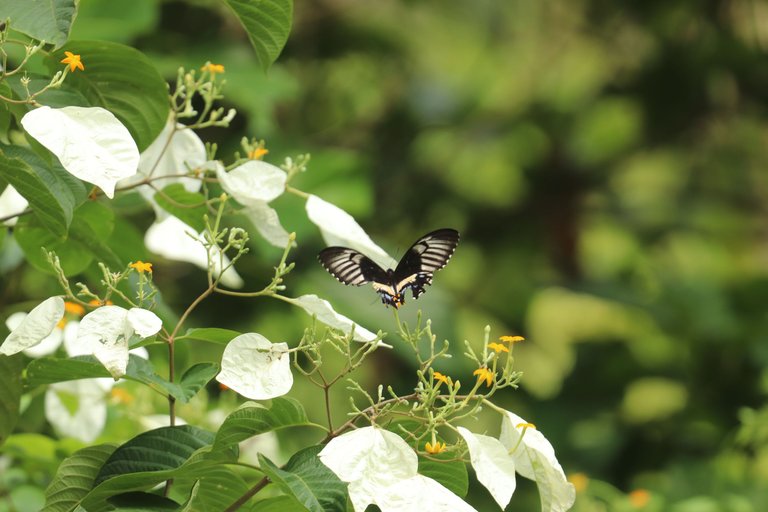 Papilio gambrisius betina IMG_3955.JPG