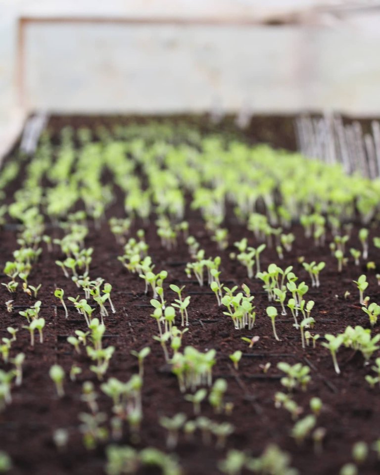 Seedlings Feb 10.jpg