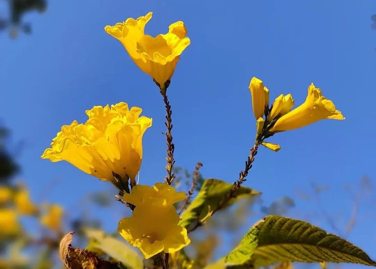 Golden Trumpet Flower: A Radiant Call of Sunshine and Hope