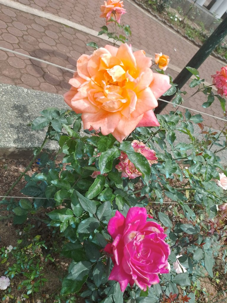 IMG_20250522_130350.jpg
