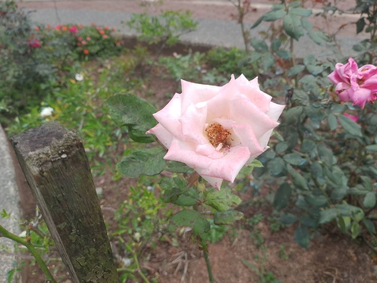 IMG_20250522_130309.jpg