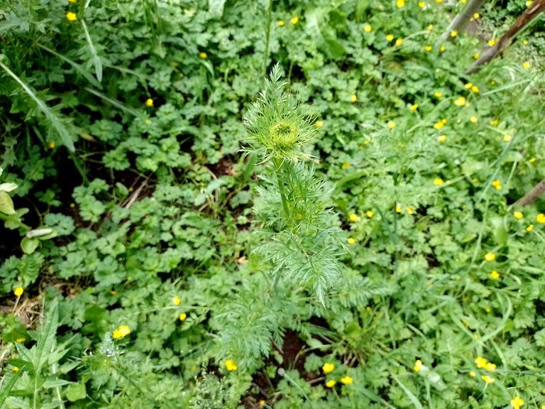 the carrot stands tall but is hard to appreciate among the green.jpg