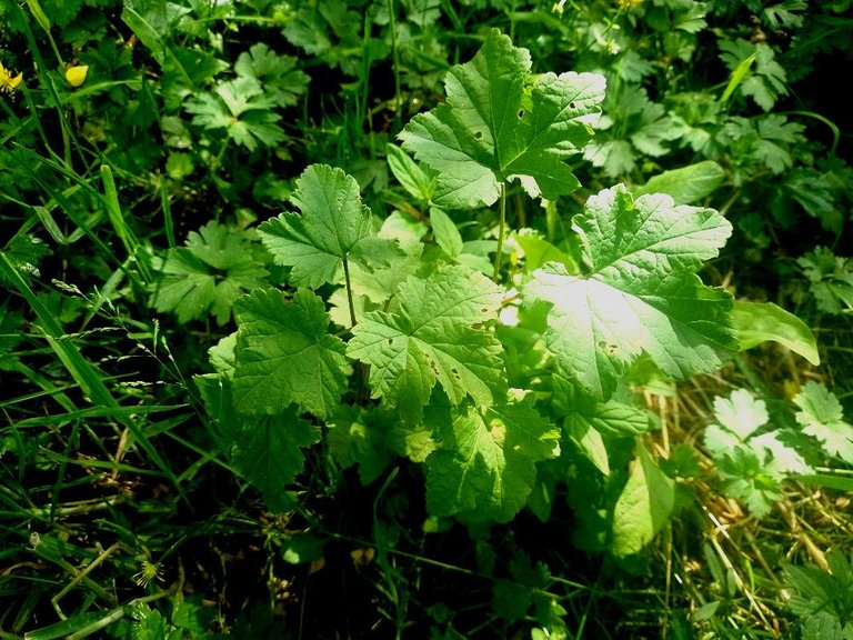 redcurrant.jpg