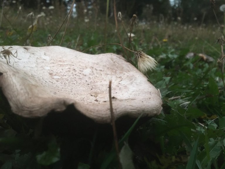 agaricus campestris.JPG