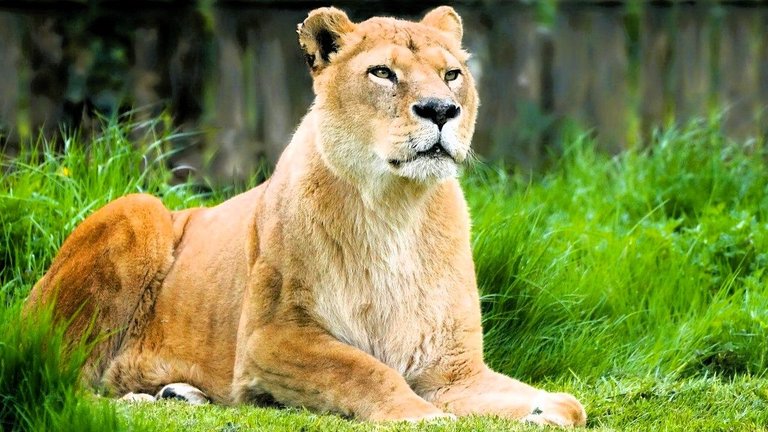 lioness-9620175_1280.jpg