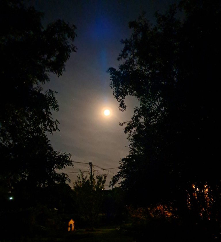 The full moon through the trees as I locked the gate