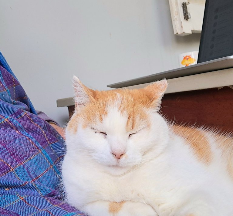 Olive: settled and going nowhere