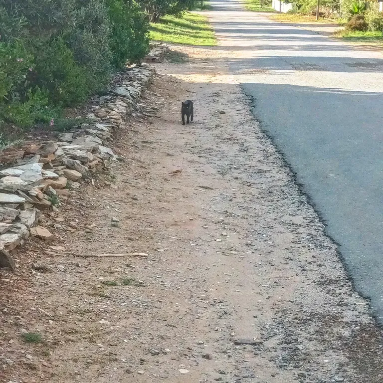 The Princess Pearli, aka the Smith Street Strumpet, returning home after a day out