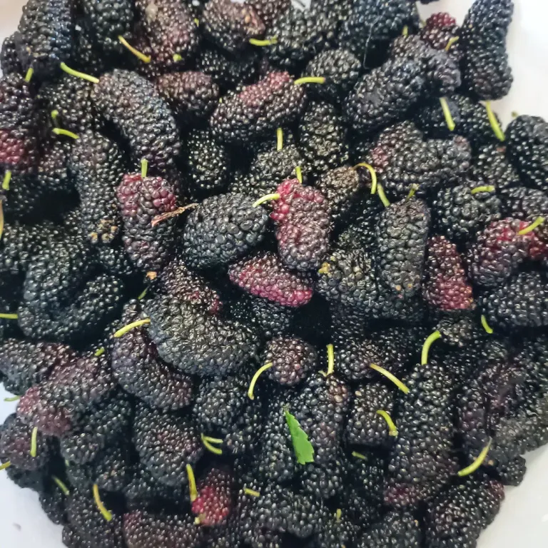 Fresh mulberries - washed