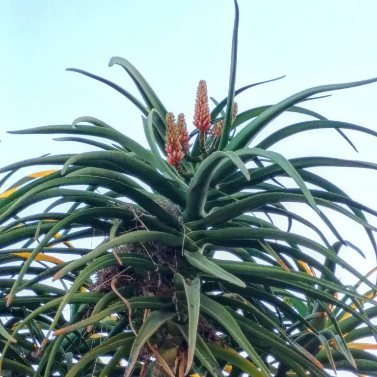 Tree Aloe in flower